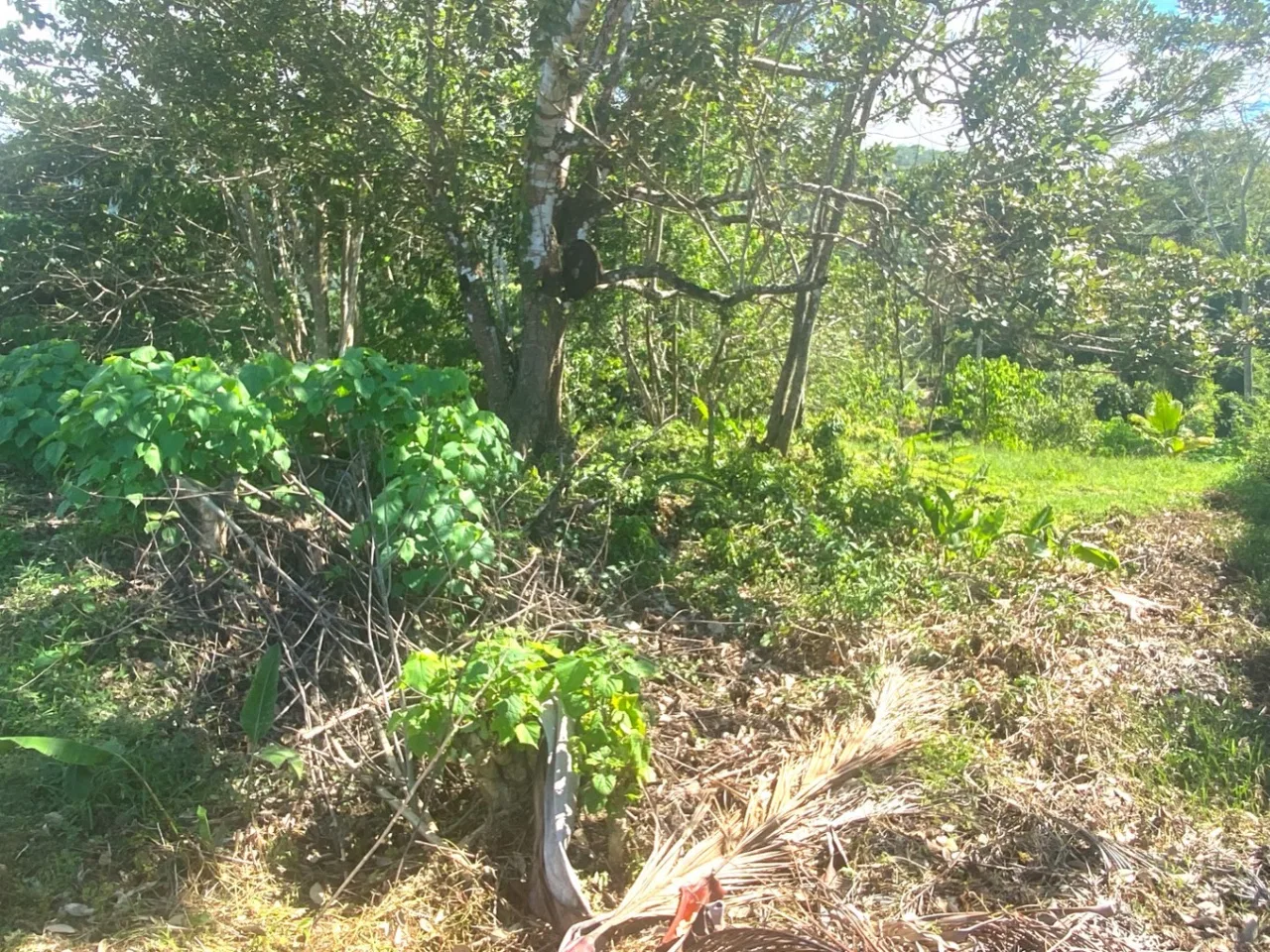 PROPERTY WITH OCEAN FRONT VIEWS, IN OJOCHAL – 0.31 ACRES, photo 10