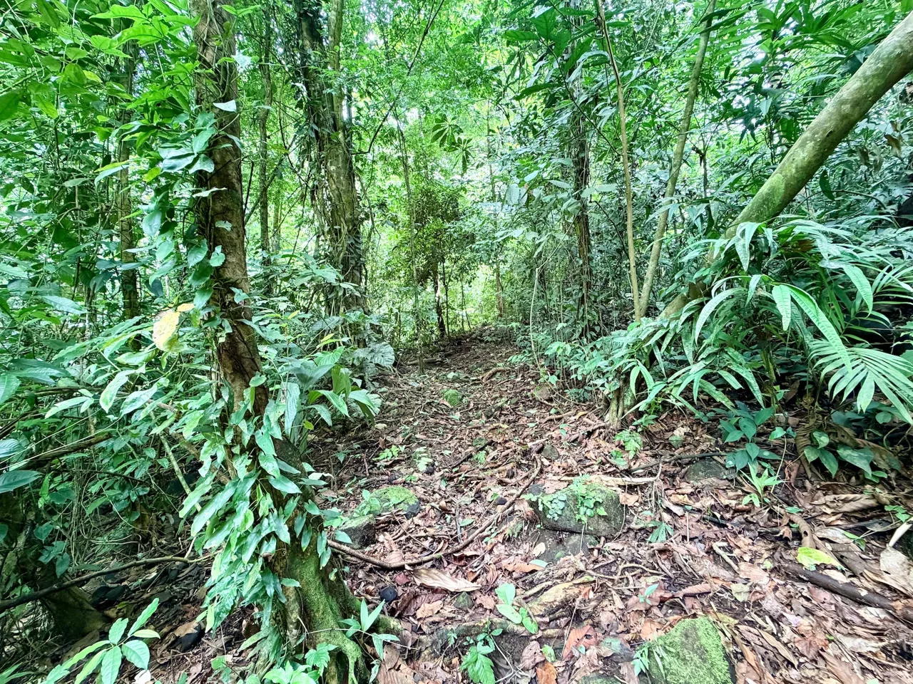 LARGE TROPICAL ESTATE WITH RIVER ACCESS AND A SMALL WATERFALL NEAR UVITA – 45.4 ACRES, photo 14