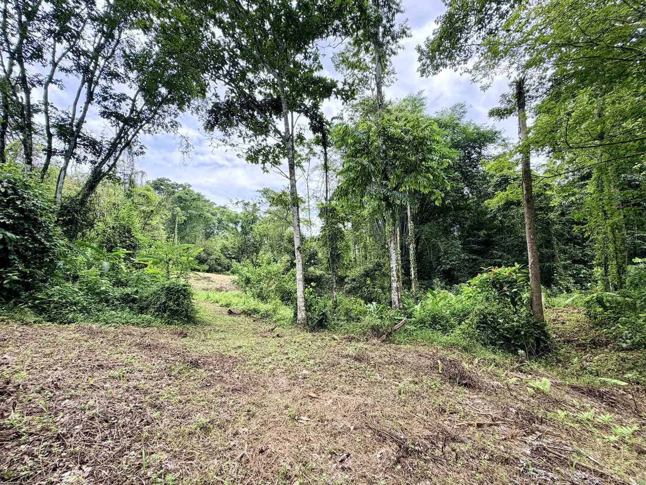 LARGE TROPICAL ESTATE WITH RIVER ACCESS AND A SMALL WATERFALL NEAR UVITA – 45.4 ACRES, photo 7