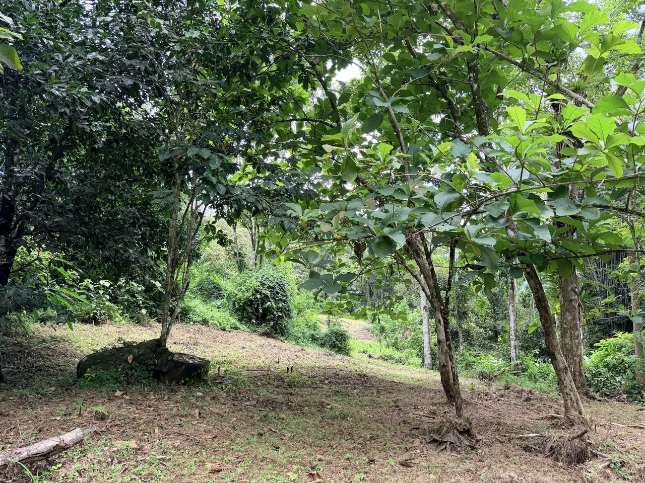 LARGE TROPICAL ESTATE WITH RIVER ACCESS AND A SMALL WATERFALL NEAR UVITA – 45.4 ACRES, photo 8