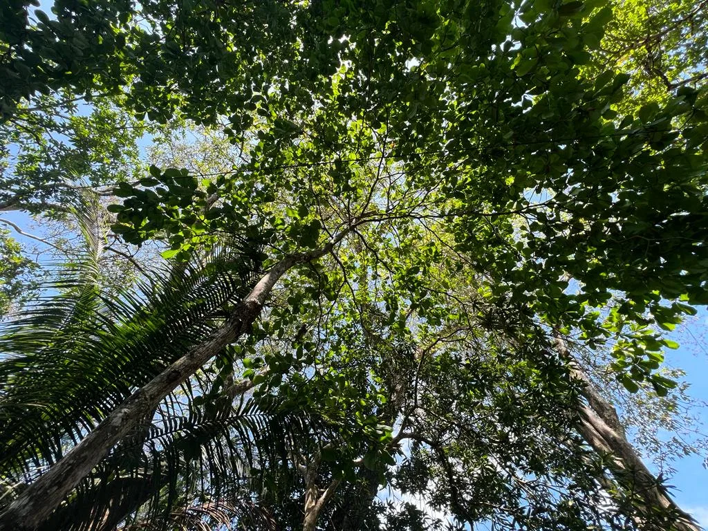 WALK TO BEACH OASIS: EXPANSIVE 2.46-ACRE PROPERTY WITH PRE-GRADED HOME SITE & ENDLESS POTENTIAL, photo 13