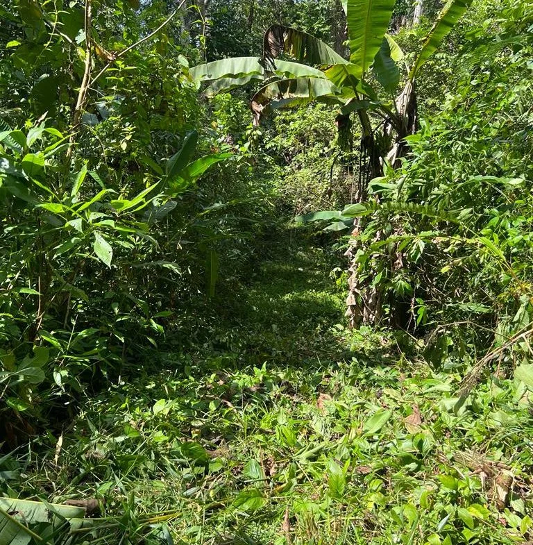 WALK TO BEACH OASIS: EXPANSIVE 2.46-ACRE PROPERTY WITH PRE-GRADED HOME SITE & ENDLESS POTENTIAL, photo 15