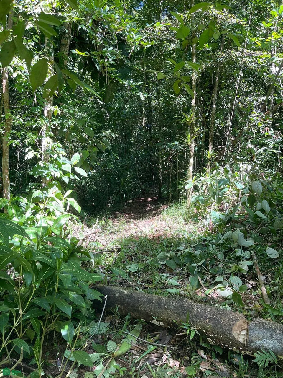 Oportunidad de Inversión: Finca Reforestada de 8 Acres en las Montañas de Puriscal