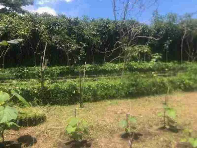Land For Sale in Nuevo Arenal, photo 12