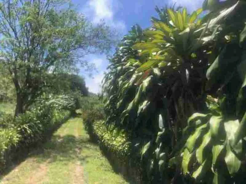 Land For Sale in Nuevo Arenal, photo 9