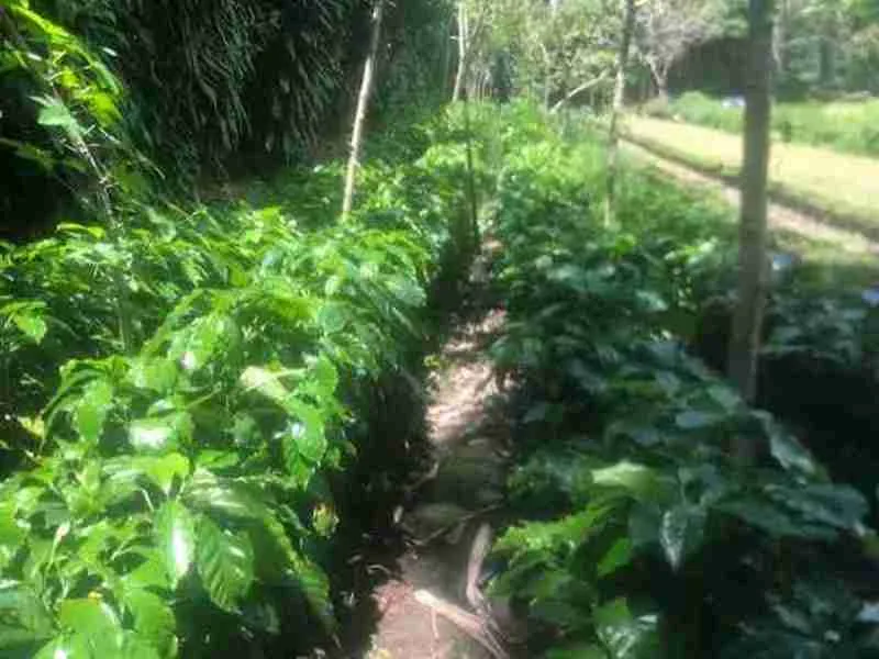 Land For Sale in Nuevo Arenal, photo 10