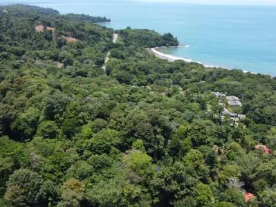 1.6 Acres Land Parcel in Ballena, Jungle Views.: Mountain Home Construction Site For Sale in Bahía Ballena, photo 16