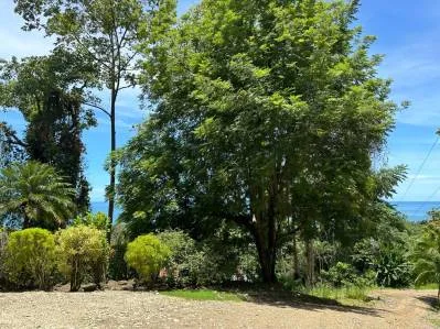 1.6 Acres Land Parcel in Ballena, Jungle Views.: Mountain Home Construction Site For Sale in Bahía Ballena, photo 17