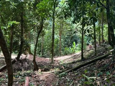 1.6 Acres Land Parcel in Ballena, Jungle Views.: Mountain Home Construction Site For Sale in Bahía Ballena, photo 18