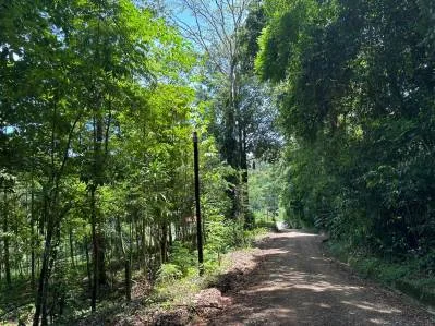 1.6 Acres Land Parcel in Ballena, Jungle Views.: Mountain Home Construction Site For Sale in Bahía Ballena, photo 19