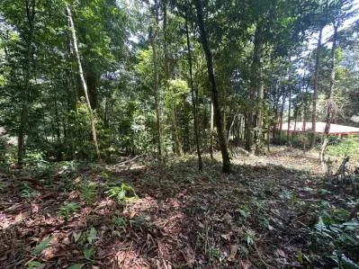 1.6 Acres Land Parcel in Ballena, Jungle Views.: Mountain Home Construction Site For Sale in Bahía Ballena, photo 20