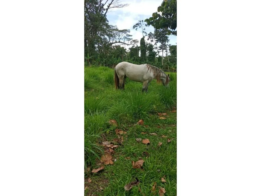 ¡Invierte en naturaleza y disfruta del potencial de esta hermosa finca en Upala, Alajuela!, photo 3