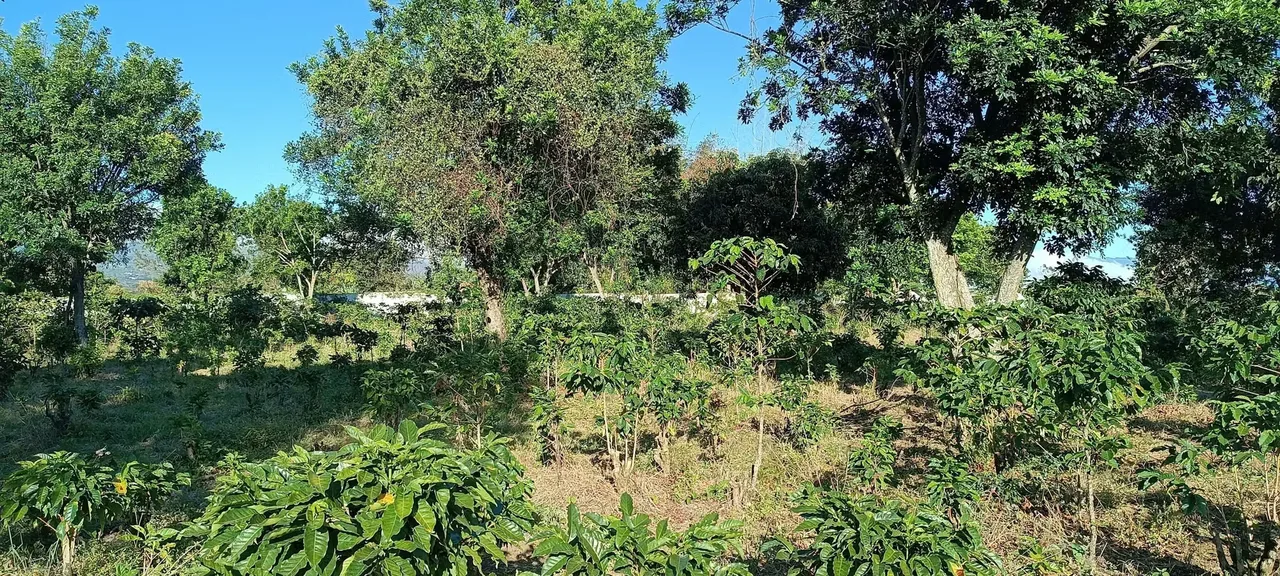 I sell nice 2-hectare land in San Joaquin of flowers.
