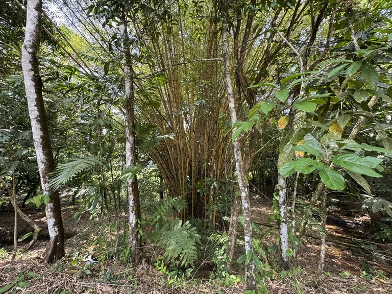 50 Acre Waterfall and River Paradise Above Dominical, photo 9