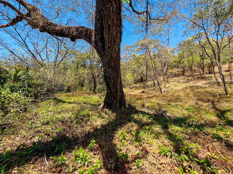 Land For Sale in Playa San Miguel, photo 4
