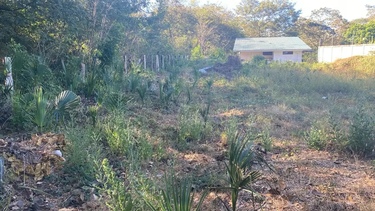 Land For Sale in Huacas, photo 2
