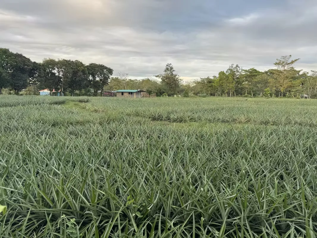 Outstanding agricultural investment opportunity in one of the most productive regions in northern Costa Rica. This fully established ...