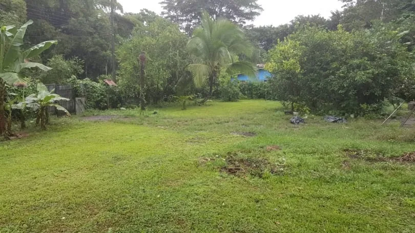 flat land, currently planted with fruit trees including oranges, star apples, coconuts, ...