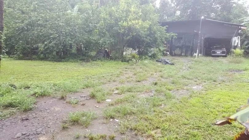 flat land, currently planted with fruit trees including oranges, star apples, coconuts, ..., photo 6