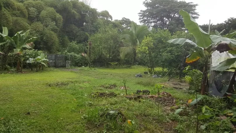 flat land, currently planted with fruit trees including oranges, star apples, coconuts, ..., photo 7