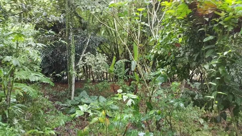 flat land, currently planted with fruit trees including oranges, star apples, coconuts, ..., photo 9