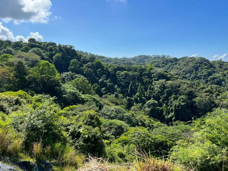 Land For Sale in Dominical, photo 4