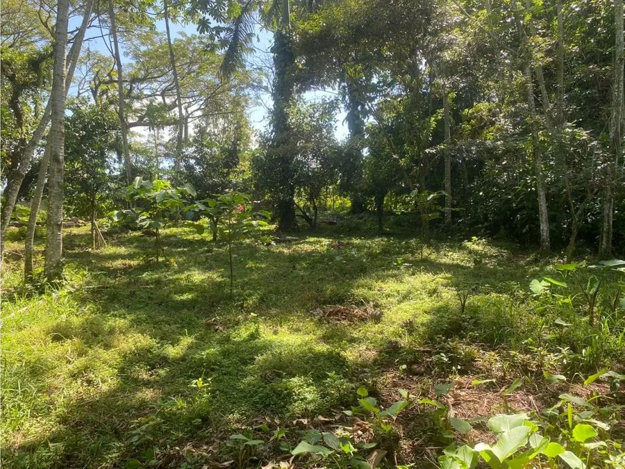 Lote frente al BAC SAN JOSE , Guapiles centro, photo 3