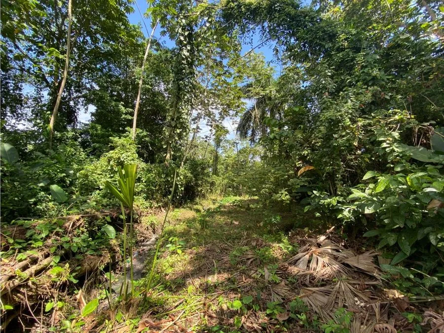Lote frente al BAC SAN JOSE , Guapiles centro, photo 4