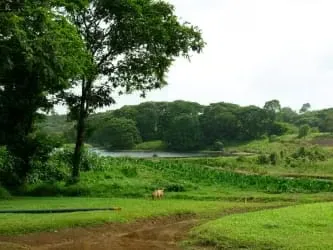This property of 538 hectares/1.329 acres, is located in Canta Gallo, Pococí, Limón; 39 km northeast of Guápiles (34 km of asphalt and 5 km of ballast) and only 17 km southwest of ...