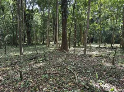 Jungla Mágica