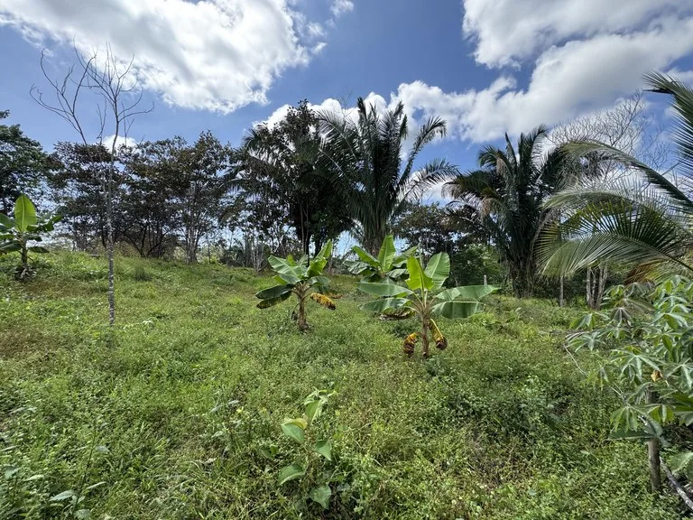 12 Acre Farm in Private Agricultural Community South of Ojochal, photo 14