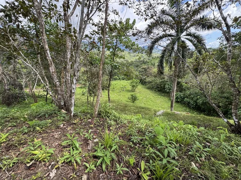 12 Acre Farm in Private Agricultural Community South of Ojochal, photo 3