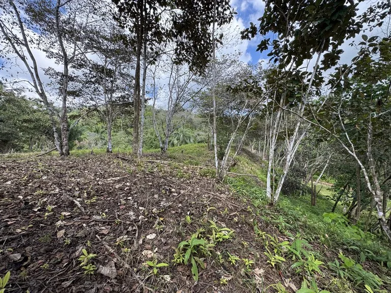 12 Acre Farm in Private Agricultural Community South of Ojochal, photo 4