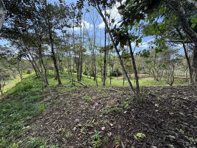 12 Acre Farm in Private Agricultural Community South of Ojochal, photo 5