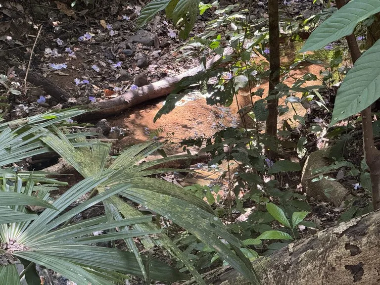 12 Acre Farm in Private Agricultural Community South of Ojochal, photo 6