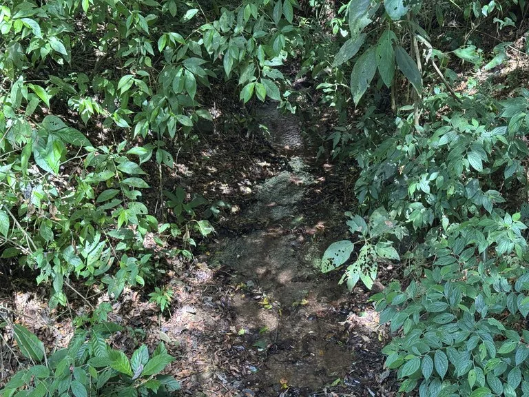 12 Acre Farm in Private Agricultural Community South of Ojochal, photo 9