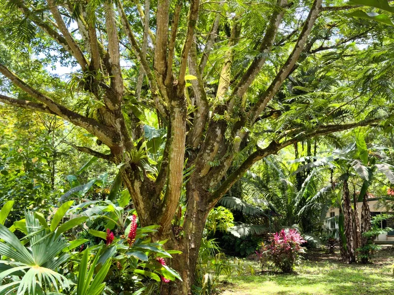 12 Bed Hotel / Leisure For Sale in Cahuita, photo 12