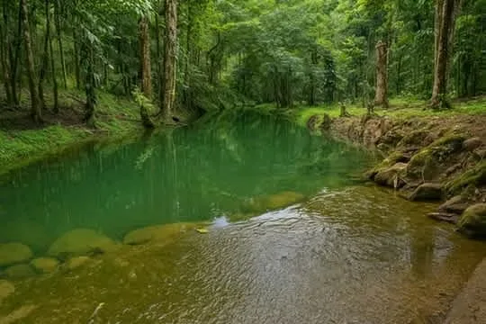 A beautiful farm for livestock farming is offered for sale.
