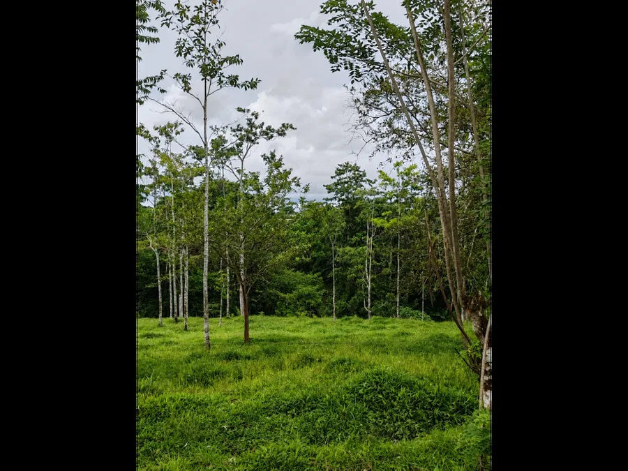 Amplio lote de 7,955 m2 Santa Rosa de Pocosol
