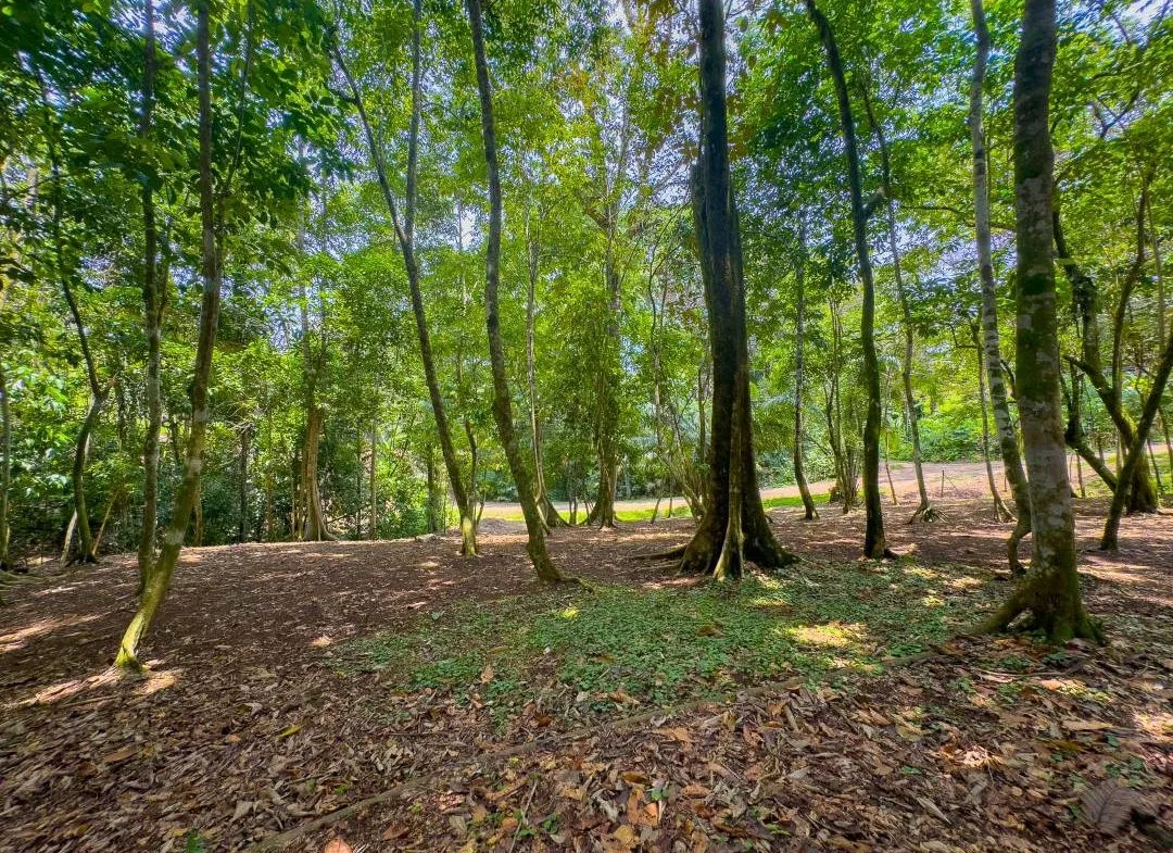 PROPERTY IN OJOCHAL WITH JUNGLE – 2.35 ACRES, photo 2