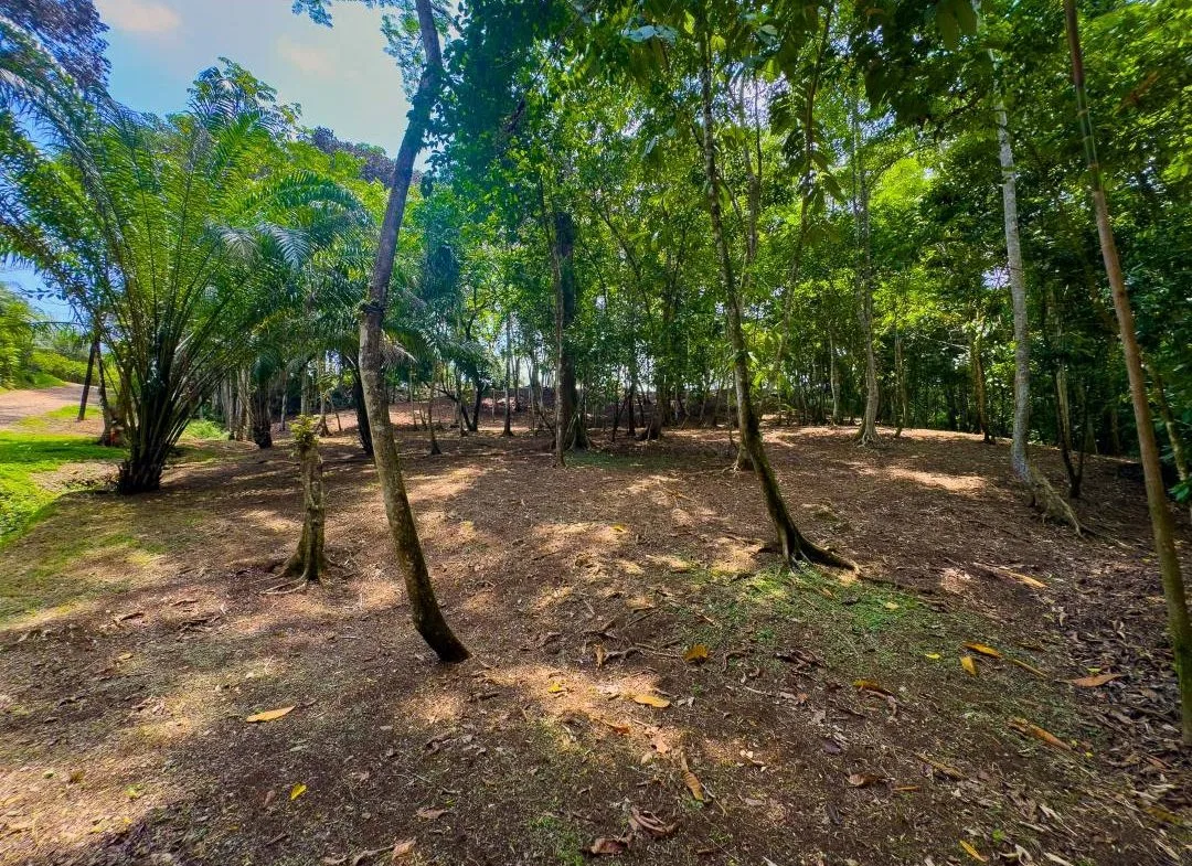 PROPERTY IN OJOCHAL WITH JUNGLE – 2.35 ACRES, photo 11