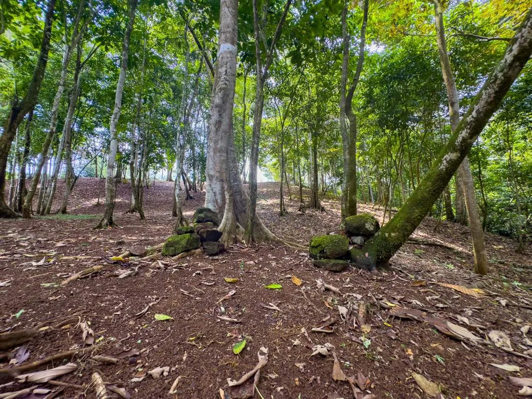 PROPERTY IN OJOCHAL WITH JUNGLE – 2.35 ACRES, photo 12