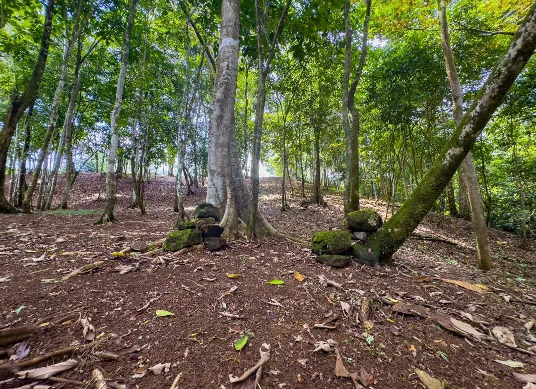 PROPERTY IN OJOCHAL WITH JUNGLE – 2.35 ACRES, photo 13