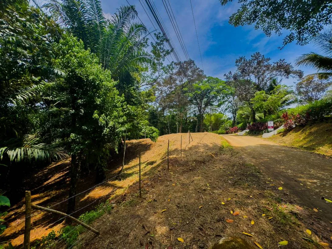 PROPERTY IN OJOCHAL WITH JUNGLE – 2.35 ACRES, photo 14