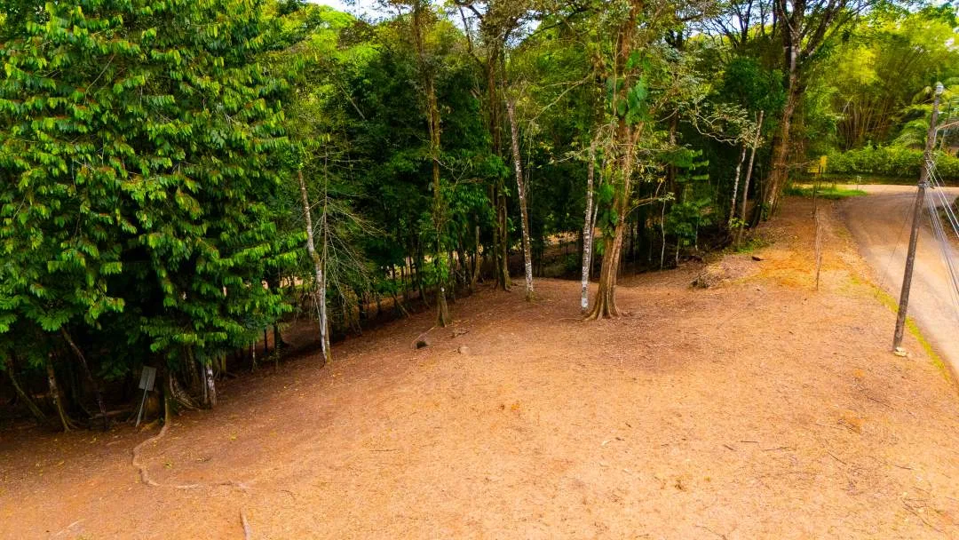 PROPERTY IN OJOCHAL WITH JUNGLE – 2.35 ACRES, photo 16