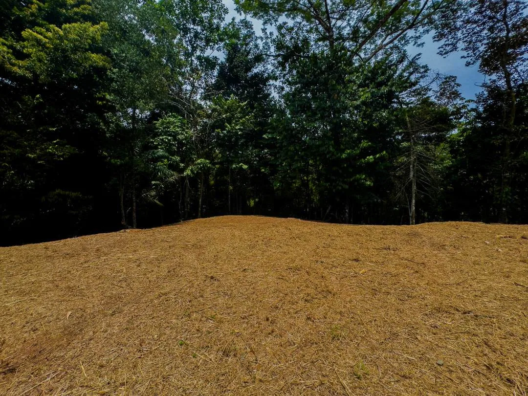 PROPERTY IN OJOCHAL WITH JUNGLE – 2.35 ACRES, photo 17