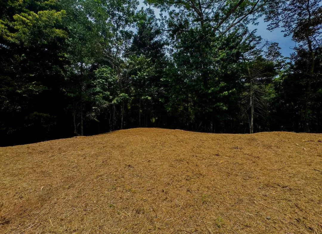 PROPERTY IN OJOCHAL WITH JUNGLE – 2.35 ACRES, photo 18