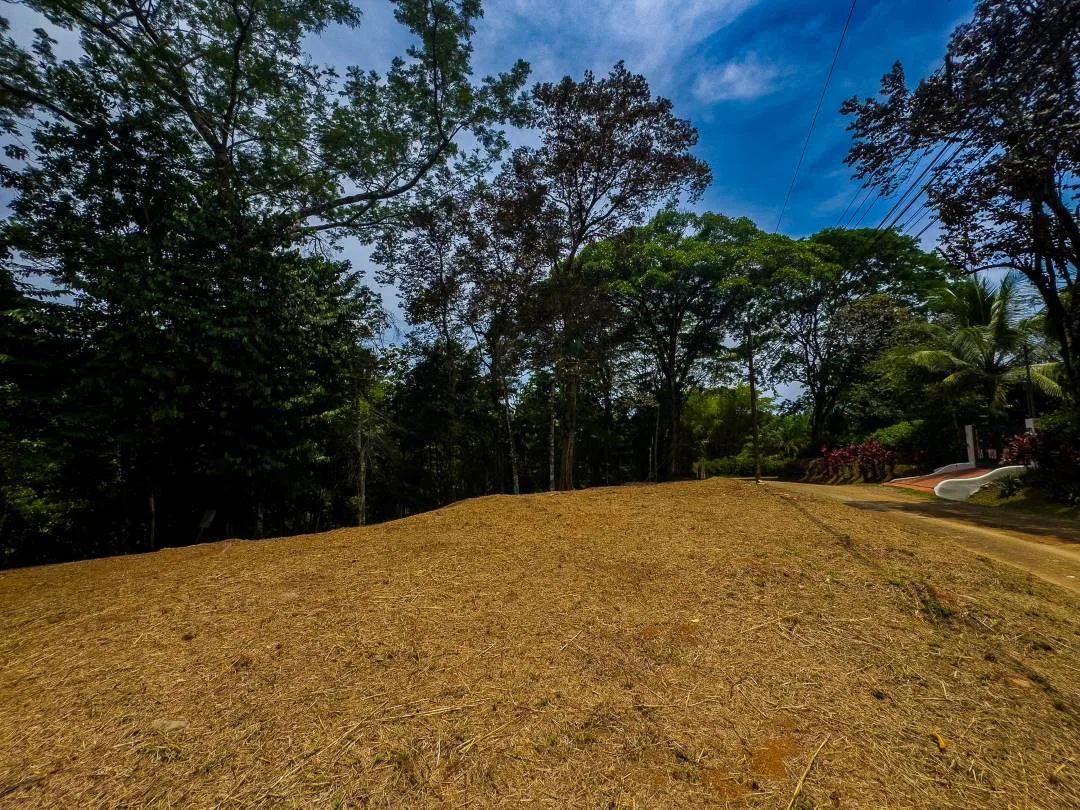 PROPERTY IN OJOCHAL WITH JUNGLE – 2.35 ACRES, photo 19