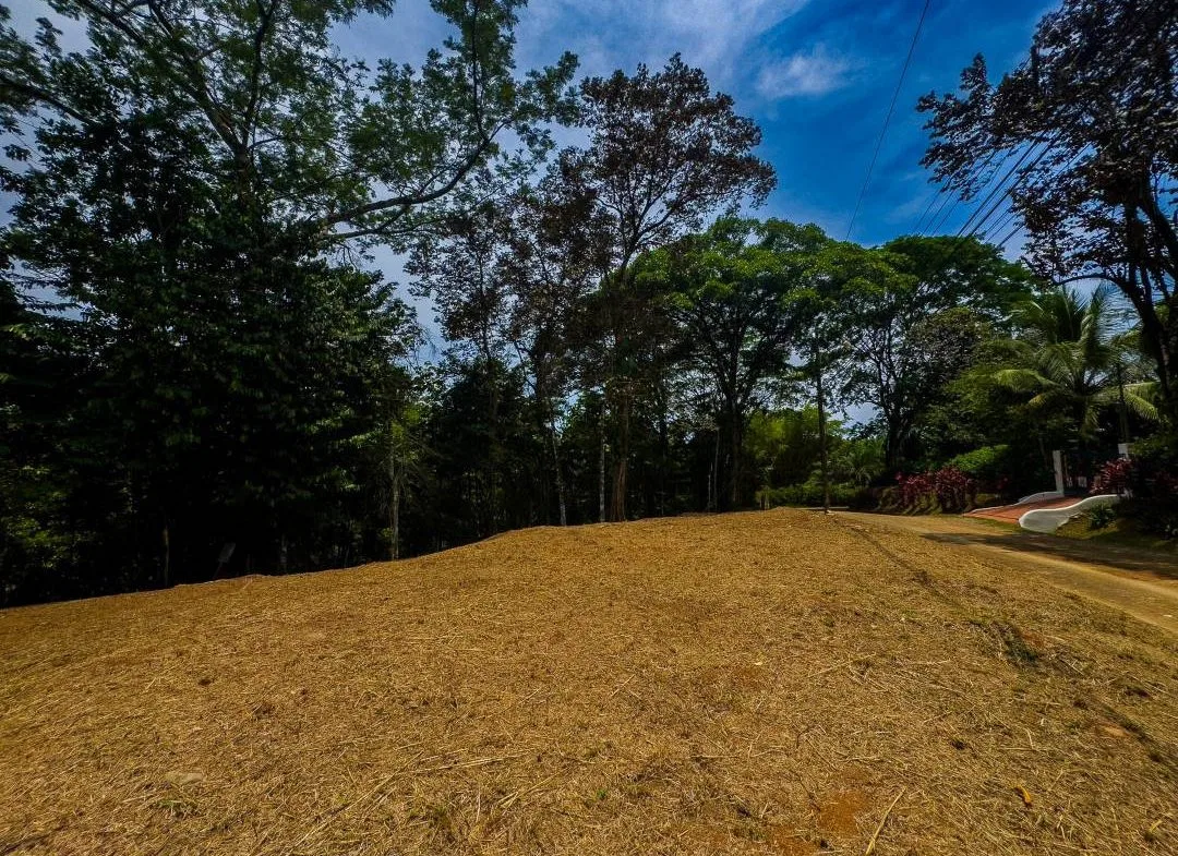 PROPERTY IN OJOCHAL WITH JUNGLE – 2.35 ACRES, photo 20