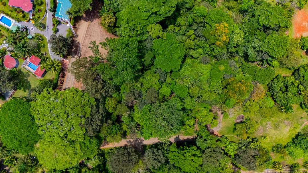 PROPERTY IN OJOCHAL WITH JUNGLE – 2.35 ACRES, photo 3
